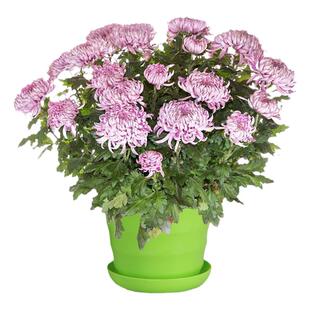 菊花盆栽花苗带花苞四季易活室内外庭院阳台花卉植物九月大秋菊花