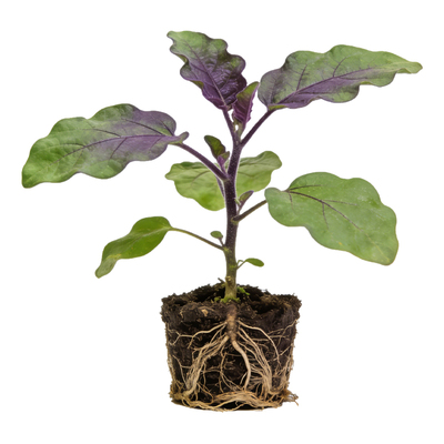 四季茄子种子圆茄子带土秧苗