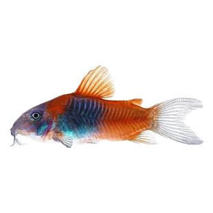 委内瑞拉黑鼠鱼热带鱼青鼠底栖鱼尼罗河鱼南美清便工具翻砂鱼活体