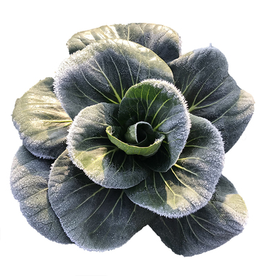 霜冻矮脚苏州青菜苔软糯清甜