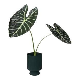 沃森海芋观音莲海芋苏拉威西剑叶海芋物网红植物绿植盆栽室内阳台