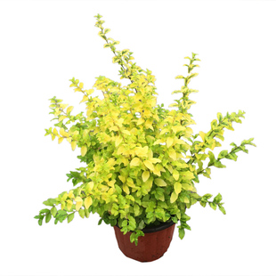 金叶女贞亮金女贞盆栽室外庭院阳台植物木本绿植耐热耐晒多年生