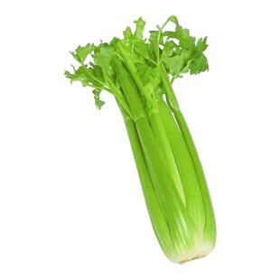 大肉西芹种子肉厚脆爽春秋四季播阳台庭院农家作物蔬菜芹菜种籽孑