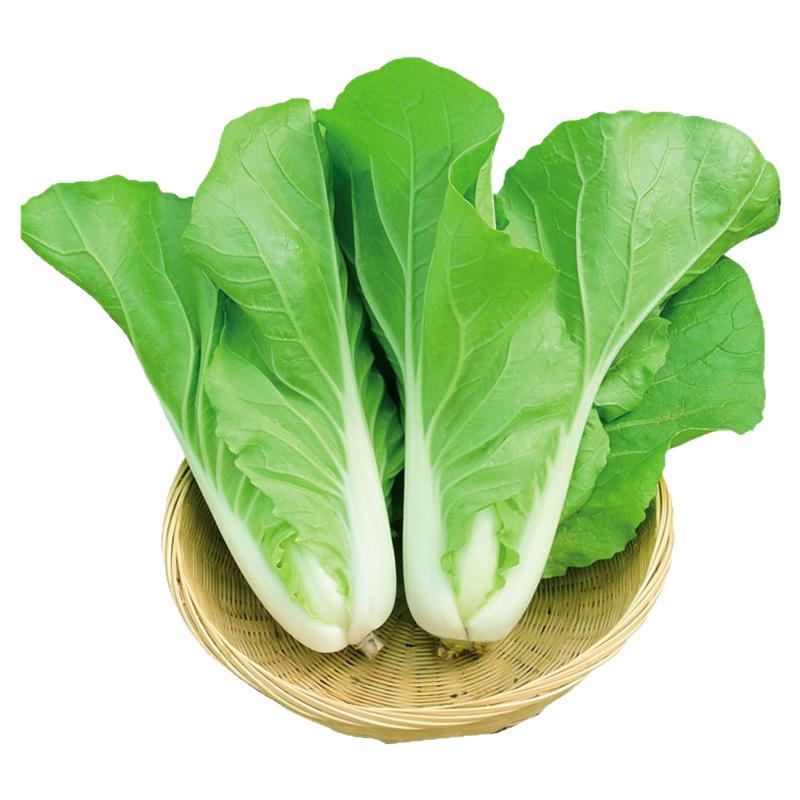 四季奶油快菜种子速生小白菜种籽春秋阳台盆栽蔬菜韩国58快菜种孑