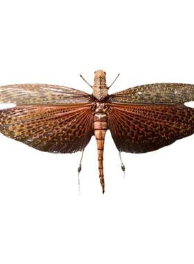 蚱蜢真正橙色翅膀昆虫装饰摆件