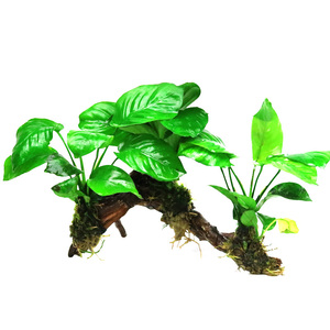 鱼缸活体水草植物真草
