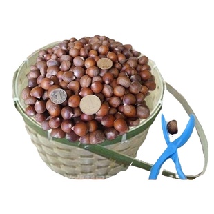 迁西板栗正宗生现摘新鲜野生栗子小板栗油栗锥栗即食毛栗子2500克