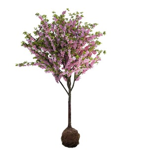 海棠花树苗盆栽西府海棠花庭院阳台耐寒花卉植物垂丝海棠