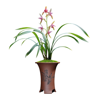 建兰四季兰铭品色花仙山红