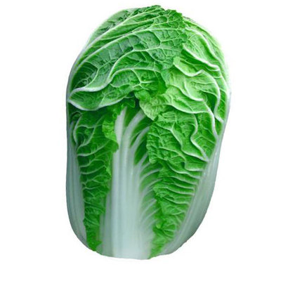 冬储28斤大白菜种子70天包心快