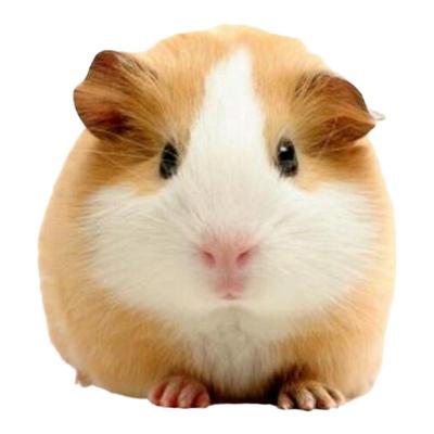 自家繁殖活体荷兰猪豚鼠包活
