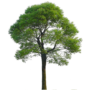 香樟树苗大树大小叶驱蚊防虫四季常青南北方耐寒大型工程绿化苗木