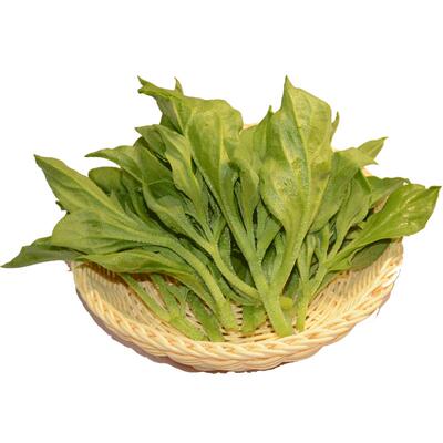 现摘冰草产地直发菜凉拌冰菜顺丰