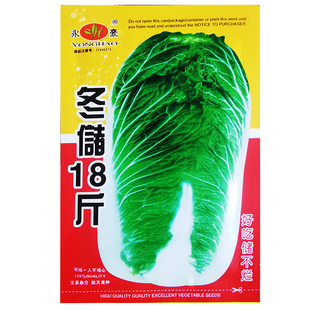 冬储十八斤秋白菜种子东北大白菜籽秋季播种高产抗病卷心白菜种孑