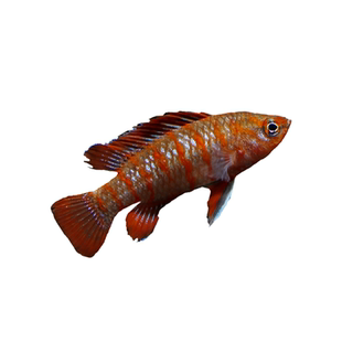 鱼官儿小型观赏鱼超红喷火灯火焰小丑一线小丑活体热带鱼苗