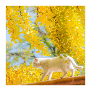 春节可订1晚腾冲云峰山温泉酒店旅游包车热海和顺古镇旗舰店