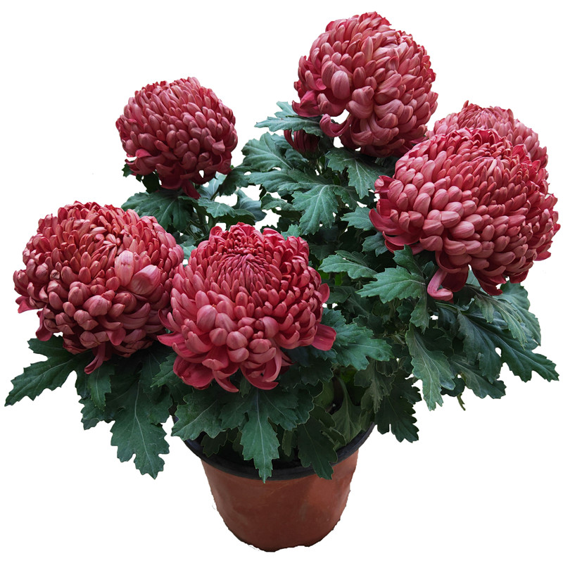 四季菊花盆栽带花荷兰大菊花苗成品千头菊多头菊花金丝绣球大苗
