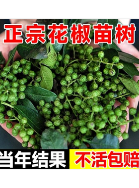 正宗九叶青花椒苗树特麻高产
