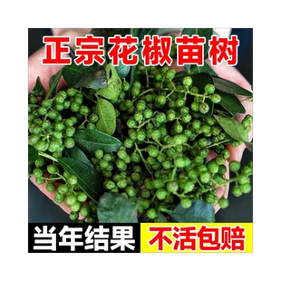 九叶青花椒苗树正宗麻椒果树果苗南方种植盆栽当年结果大藤椒树苗