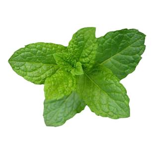 新鲜薄荷叶可食用泡水装饰调酒鸡尾酒烘焙酒吧专用留兰香薄荷叶子