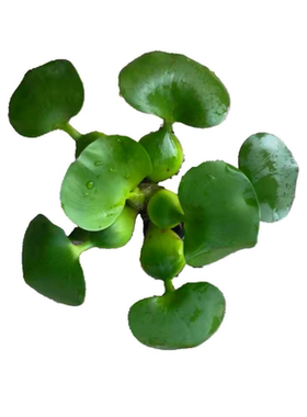 水葫芦净化水质吸收氨氮鱼缸造景