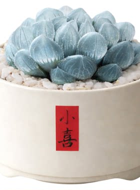 蓝镜玉露多肉植物罕见花卉