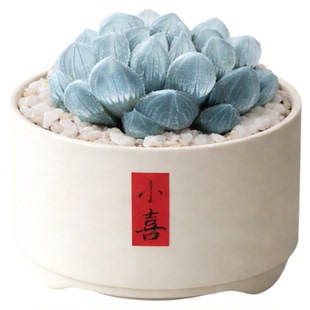 蓝镜玉露水晶多肉植物罕见花卉小盆栽绿植水晶老桩室内大颗好养活