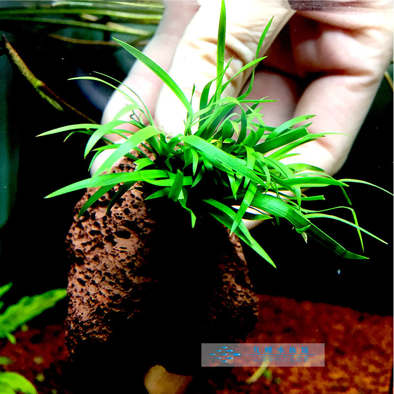 小菖蒲火山石半水养水草微景观素材水陆缸雨林缸鱼缸造景沉水植物