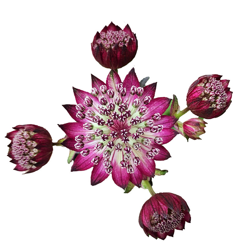 小椿园艺 荷兰大星芹 多年生耐热耐寒高级切花素材盆栽庭院花境