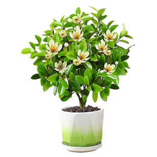 含笑花盆栽春秋两季花树苗浓香型庭院地载阳台植物室内观花卉绿植