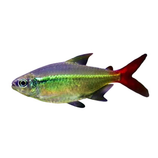 红尾科佩依翠绿南美鱼科配衣稀有高端灯科鱼草缸群游霓虹灯鱼活体