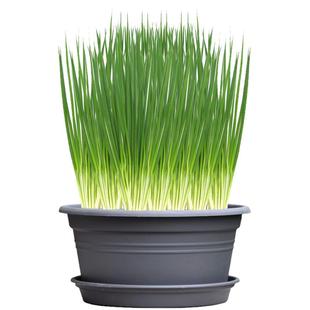 农科院葱种子韭菜四季香菜小香葱红洋葱铁杆大葱阳台大棚蔬菜籽孑