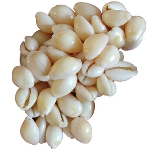 【海底洋】天然贝壳海螺钱币金边切片微景观饰品服饰配件手工材料