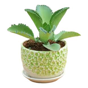 不死鸟多肉植物宽叶不死鸟落地生根老桩绿植盆栽花卉蕾丝公主桌摆