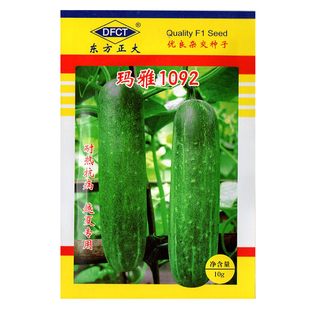 美农汇老品种黄瓜种子早熟耐热四季易播东方正大玛雅1092阳台盆栽