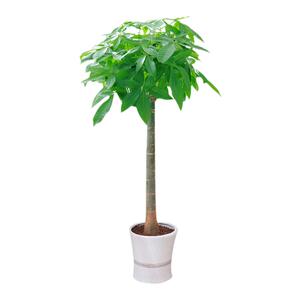 大发财树室内外花卉盆景植物盆栽大招财树摇钱树花苗客厅大型绿植
