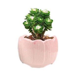 多肉花盆陶瓷粗陶吸水透气简约田园手绘多肉植物小花盆特价清仓