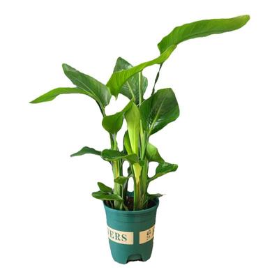 天堂鸟绿植盆栽四季常青易养护