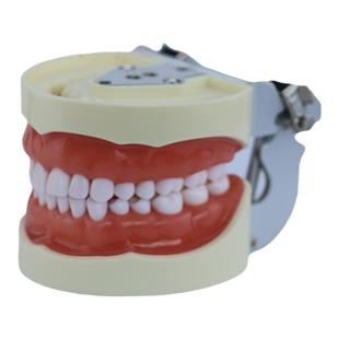 备牙练习模型 牙科模型 牙齿模型 仿真练习牙科口腔教学备牙模型