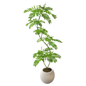 蓝花楹绿植客厅大型盆栽高级感植物室内落地式真花四季好养活卧室
