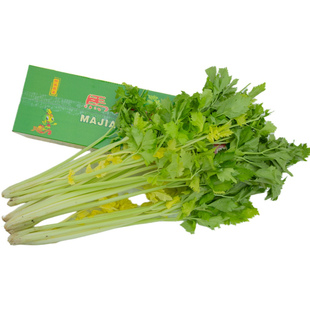 平度马家沟芹菜空心大叶黄一秒开花空心空梗可生吃凉拌时令蔬菜