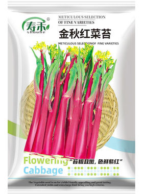 红菜苔种子紫种籽四季蔬菜子菜籽广东甜菜红菜心油菜蒙籽种湖北苗