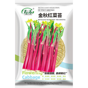 红菜苔种子紫种籽四季蔬菜子菜籽广东甜菜红菜心油菜蒙籽种湖北苗