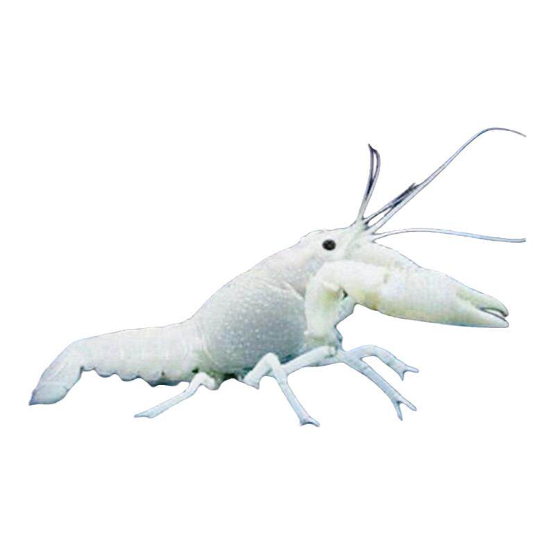橘白蓝鳌虾淡水观赏龙虾好养耐活