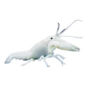 橘白蓝鳌虾淡水观赏龙虾好养耐活
