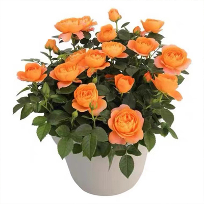 果汁阳台月季花苗带花盆栽