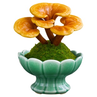 灵芝盆栽苔藓球水培绿植物花卉办公室内桌面茶室盆景创意摆件好养