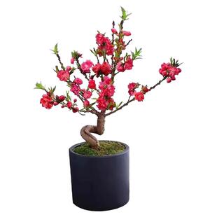 桃花树盆栽活苗盆景观赏小型真树四季开种桃花卉招财室内客厅植物
