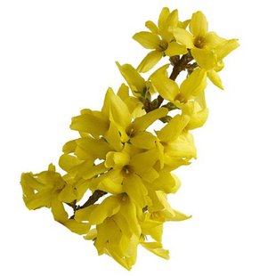 园林绿化苗攀缘花卉连翘花苗连翘苗金钟罩花黄老虎树苗庭院植物花