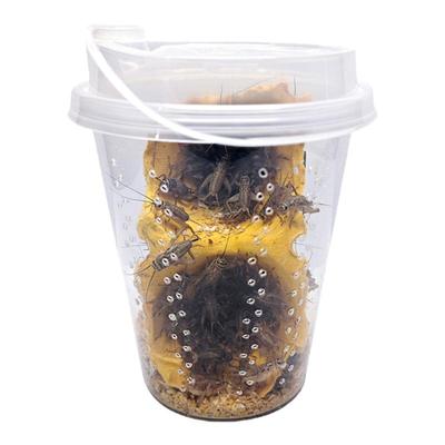 顺丰京东杯装白蟋蟀黑蟋蟀针头活体蛐蛐油葫芦龙鱼角蛙守宫鸟食